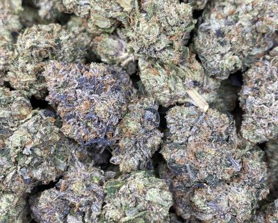 ROTTWEILER PINK (MEGA GAS) - Image 4